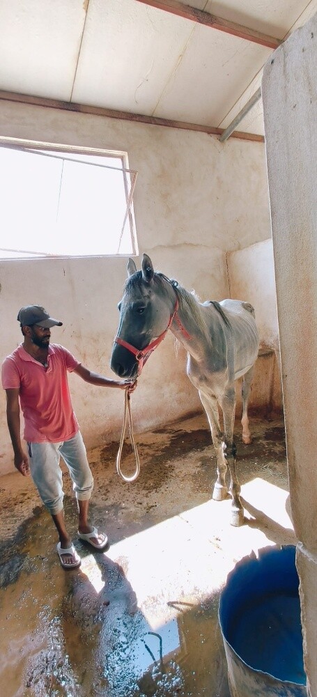 خيول عربى - 7