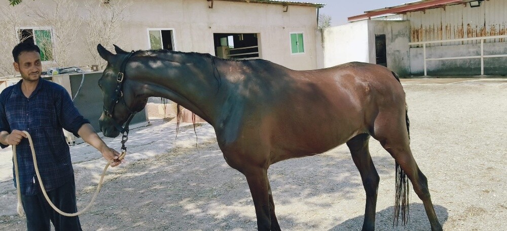 خيول عربى - 3