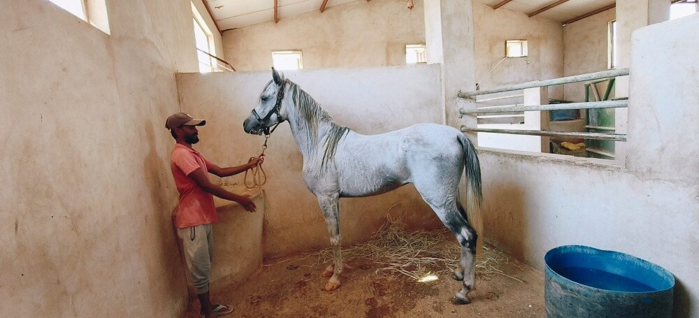 خيول عربى - 4