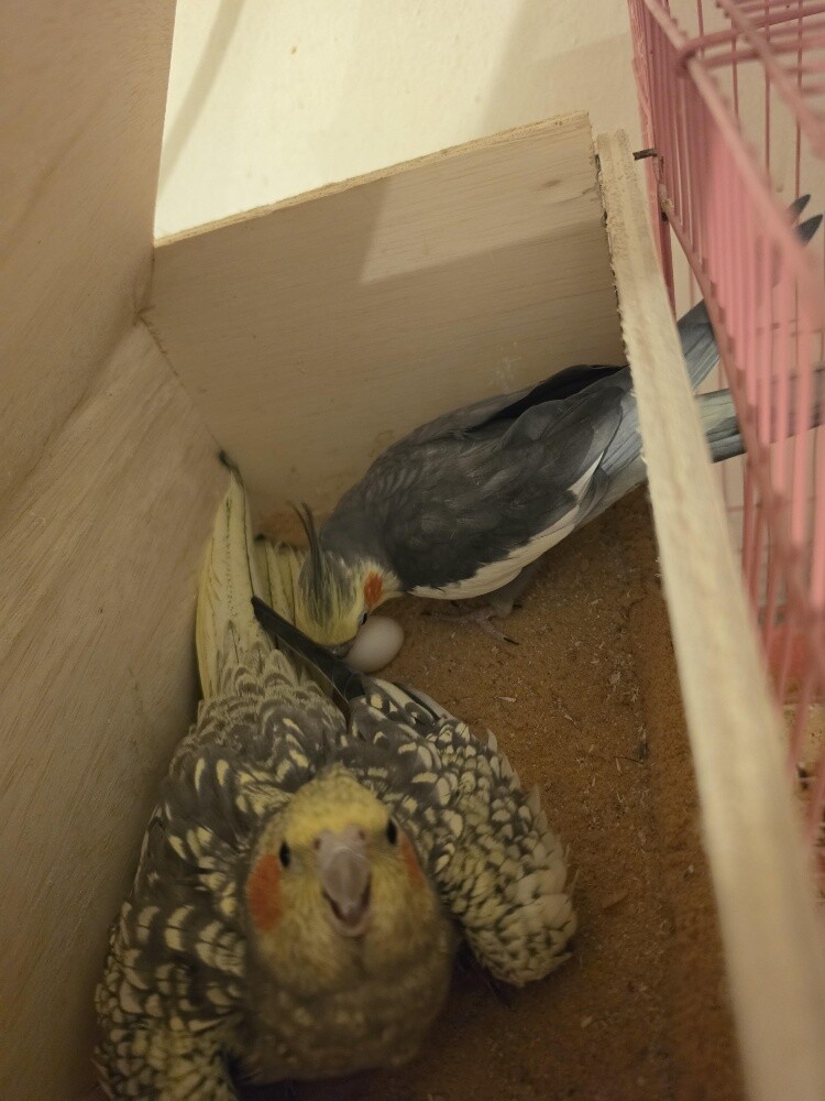 cocktail bird male and female - 1