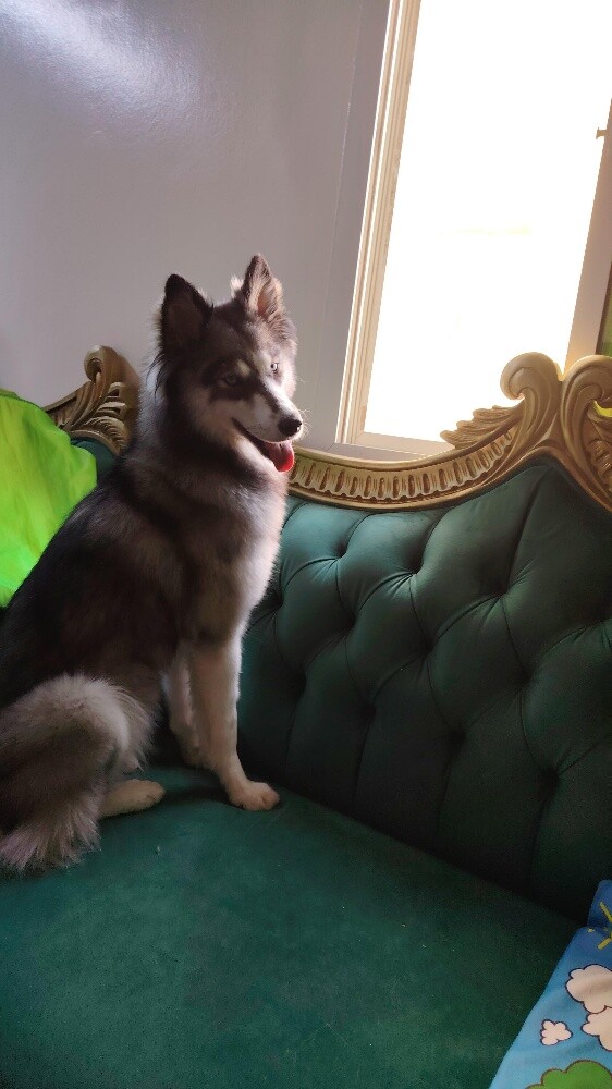 Female Siberian Husky - 5
