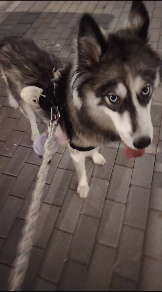 Female Siberian Husky - 1