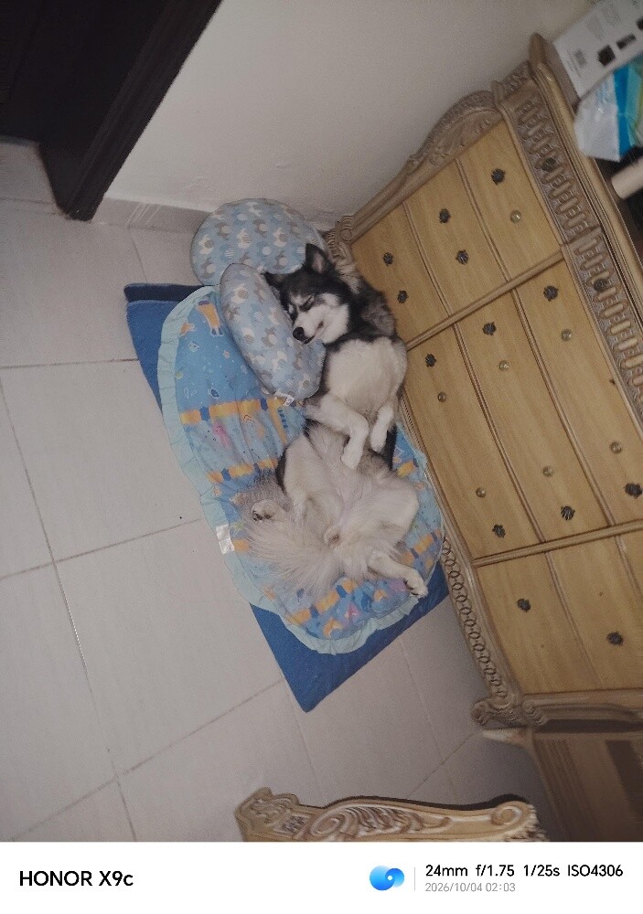 Female Siberian Husky - 4