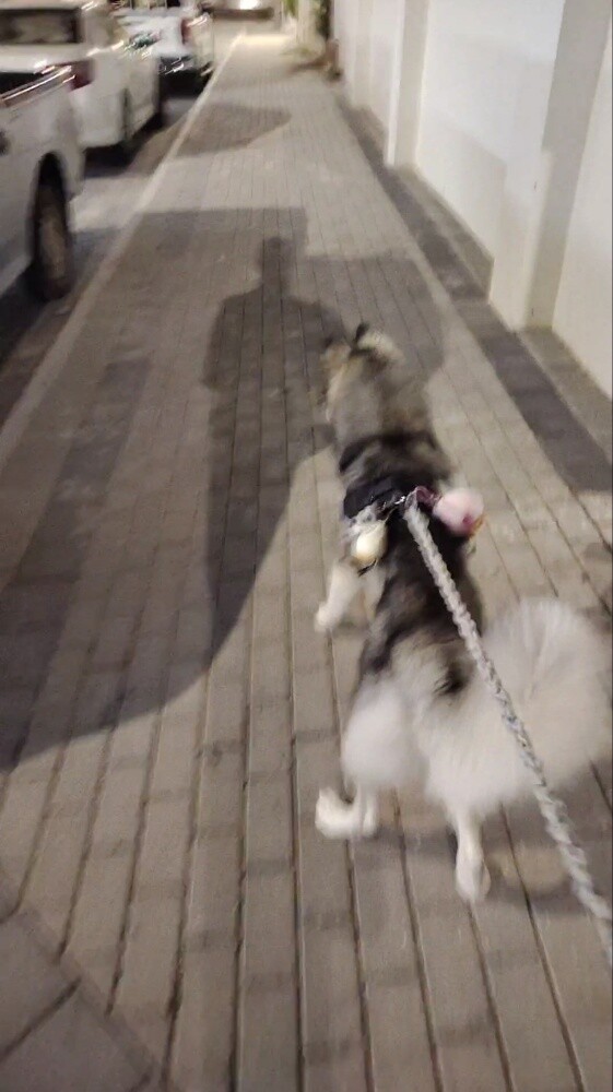 Female Siberian Husky - 2