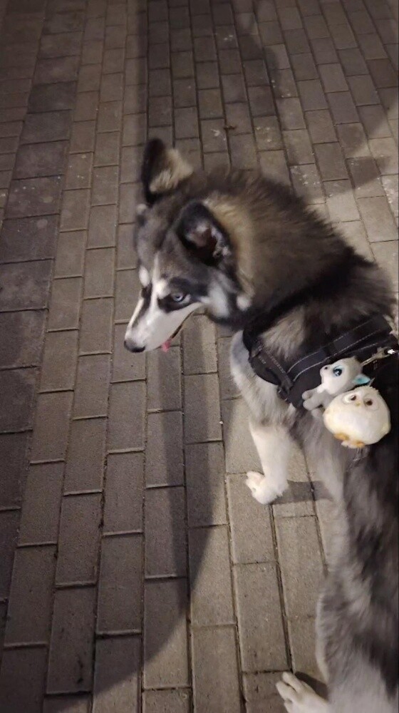Female Siberian Husky - 3