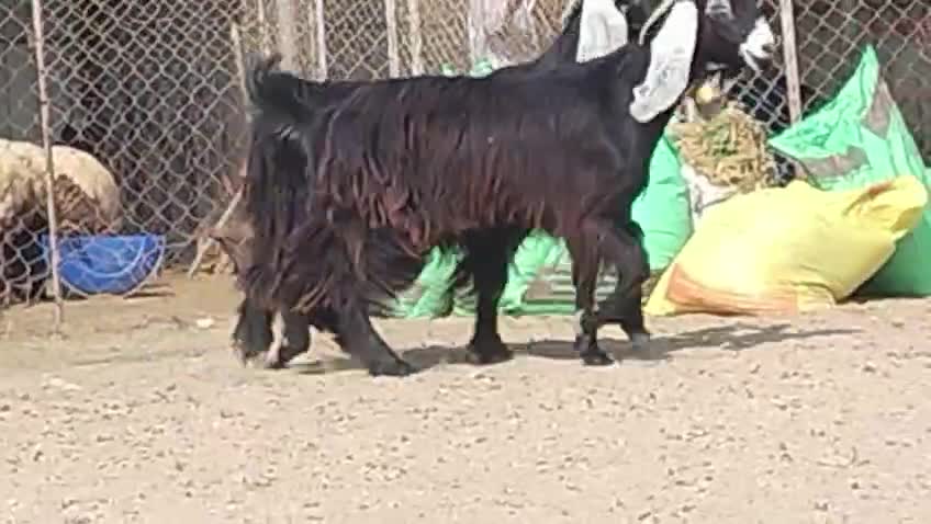 للبيع جمد عوارض صنف طيبه - 1