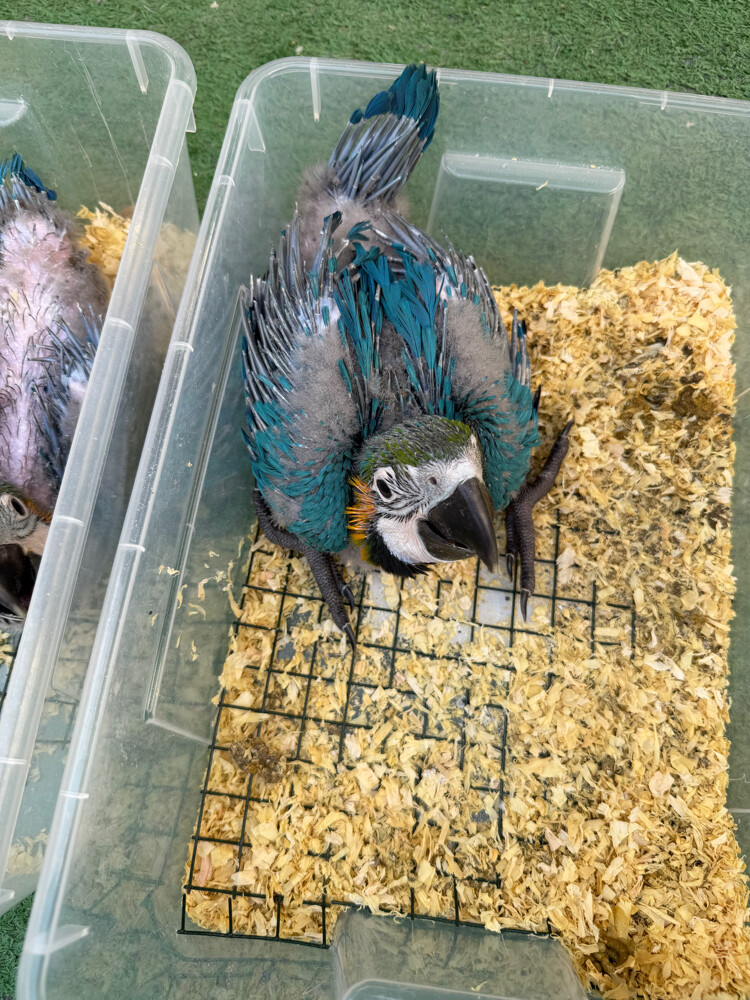 macaw blue and gold  - 4