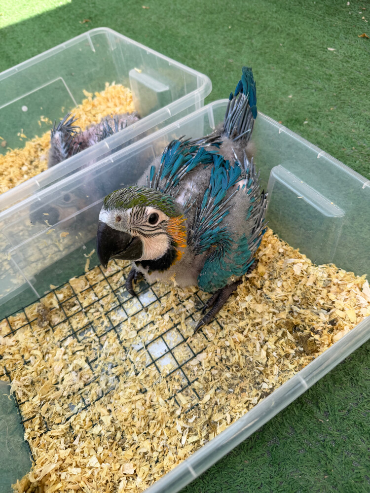 macaw blue and gold  - 2