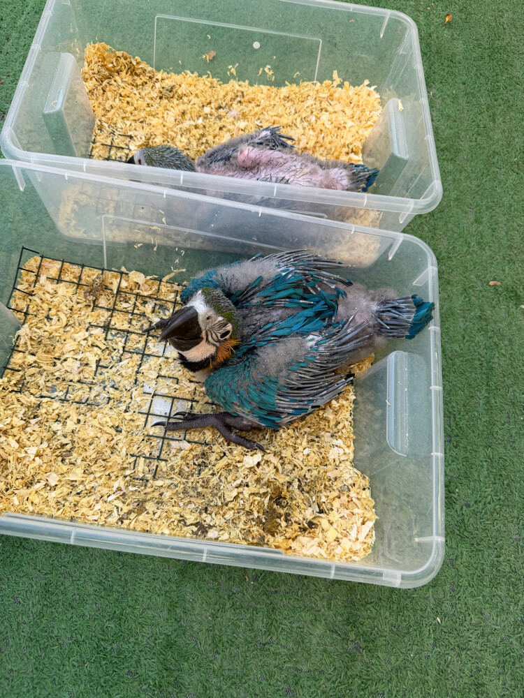 macaw blue and gold  - 1