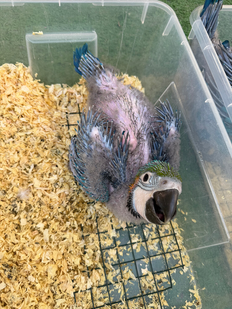 macaw blue and gold  - 3