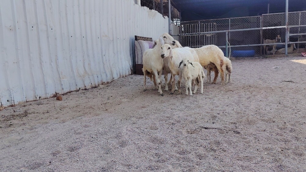 للبيع شويهات حبص طيبه - 3