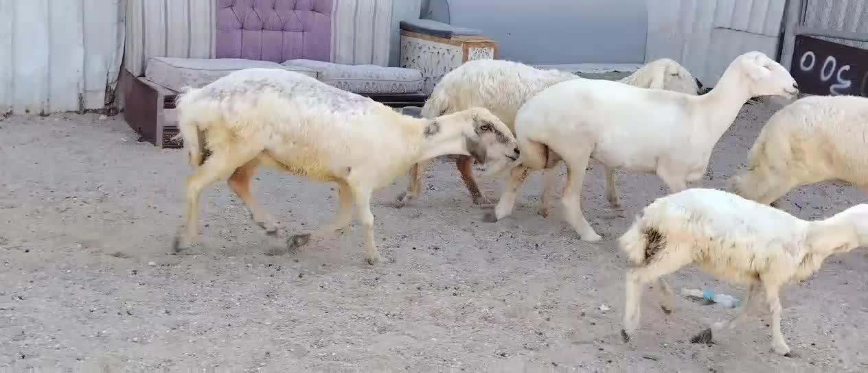 للبيع شويهات حبص طيبه - 4