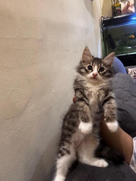 Ragdoll + exotic short hair kitten - 2