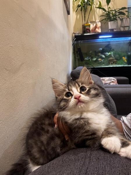 Ragdoll + exotic short hair kitten - 3