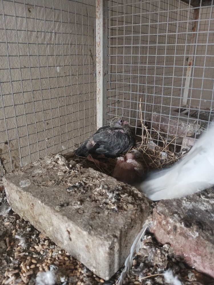 Pakistani pigeon - 3