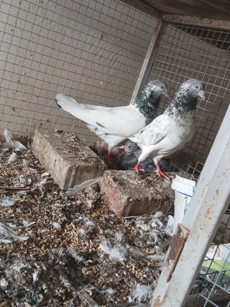 Pakistani pigeon - 2