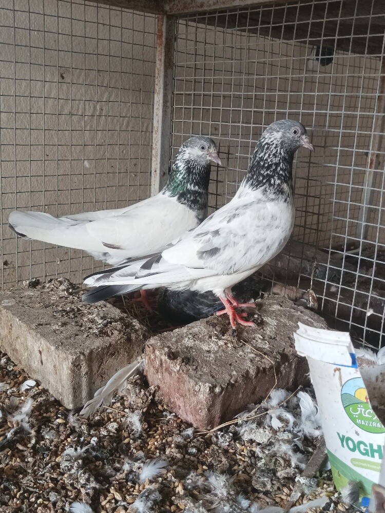 Pakistani pigeon - 1