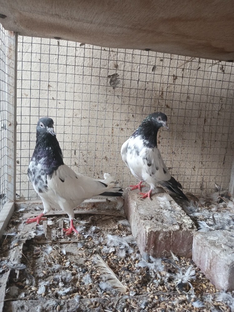 Pakistani pair - 2