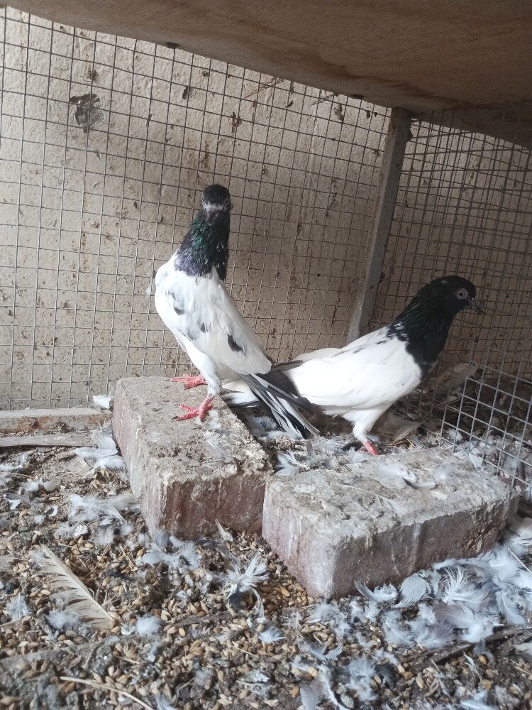 Pakistani pair - 1