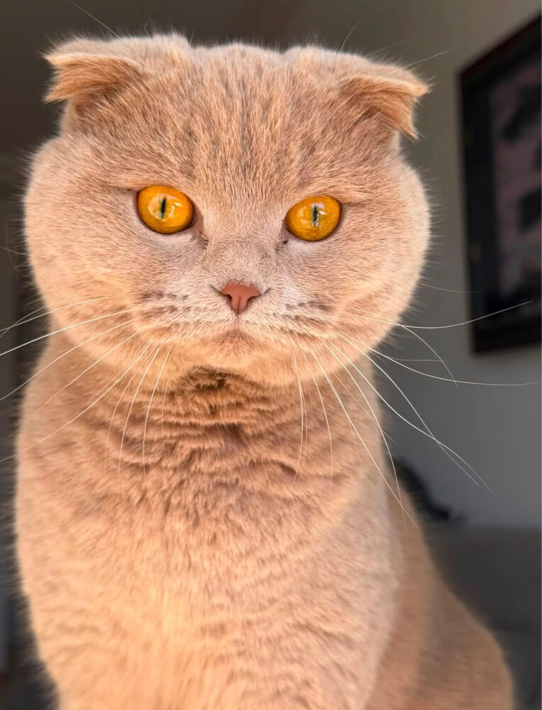 Scottish fold cat for sale - 3
