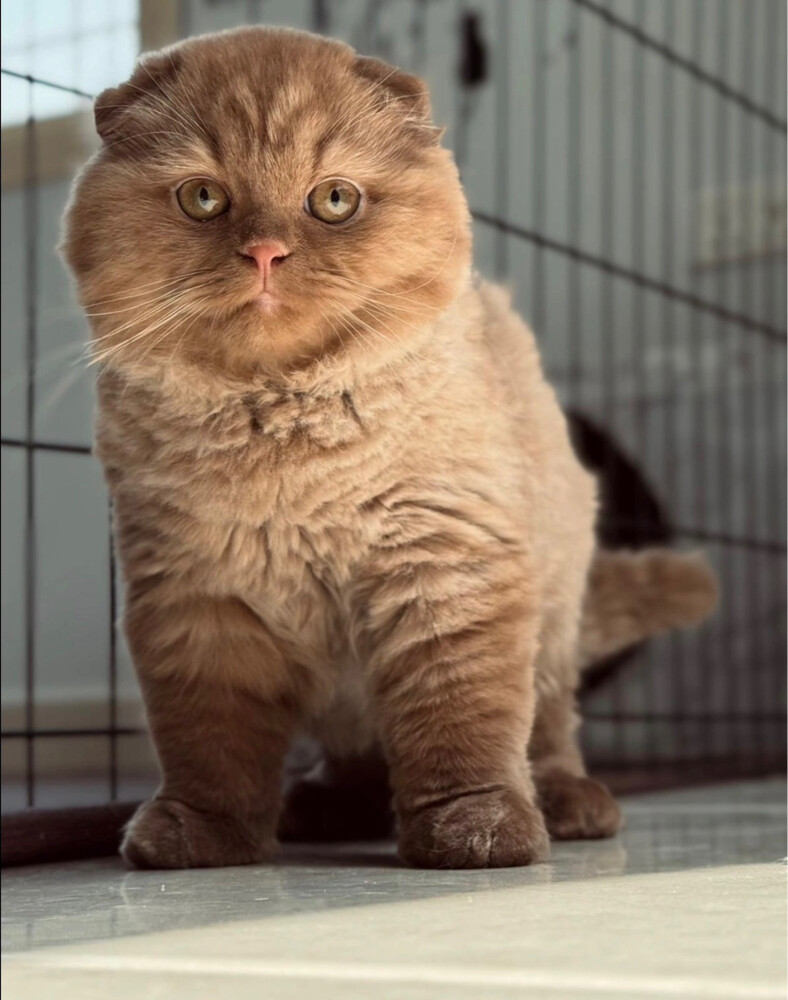 Scottish fold cat for sale - 2