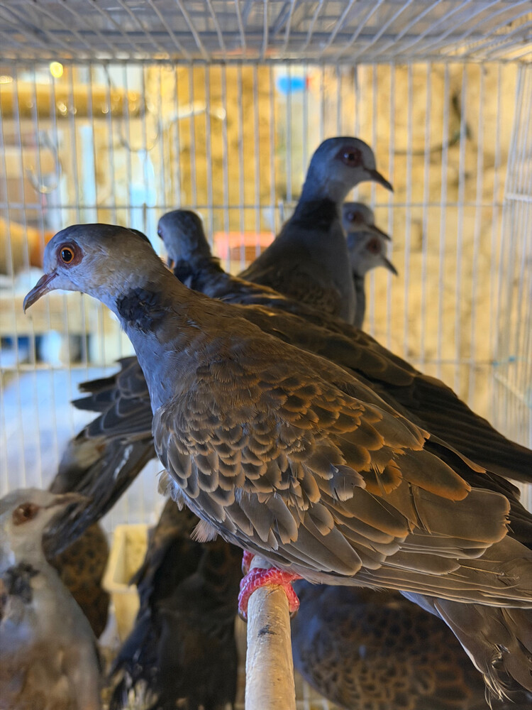 فنشأت نوادر للمحميات - 18