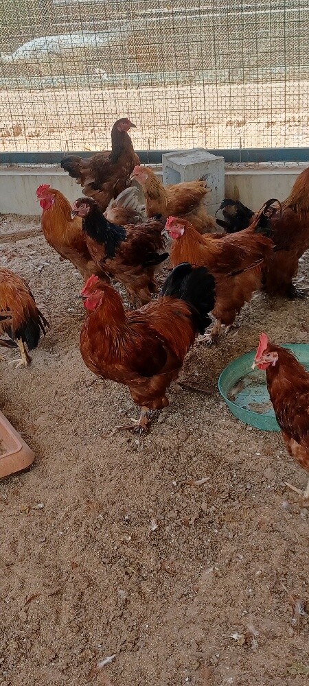 Holland chicken - 1