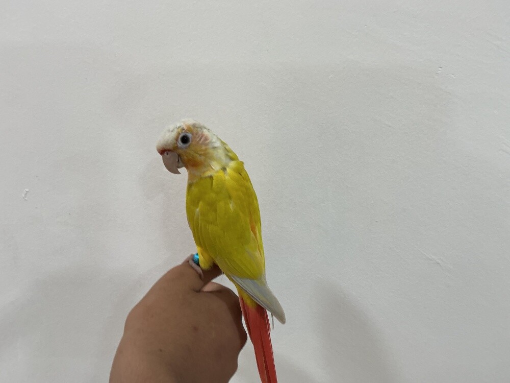 للبيع كنيور صن جيك أليف هدد ذكر - 2