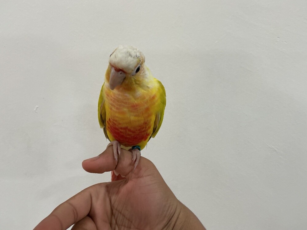 للبيع كنيور صن جيك أليف هدد ذكر - 4
