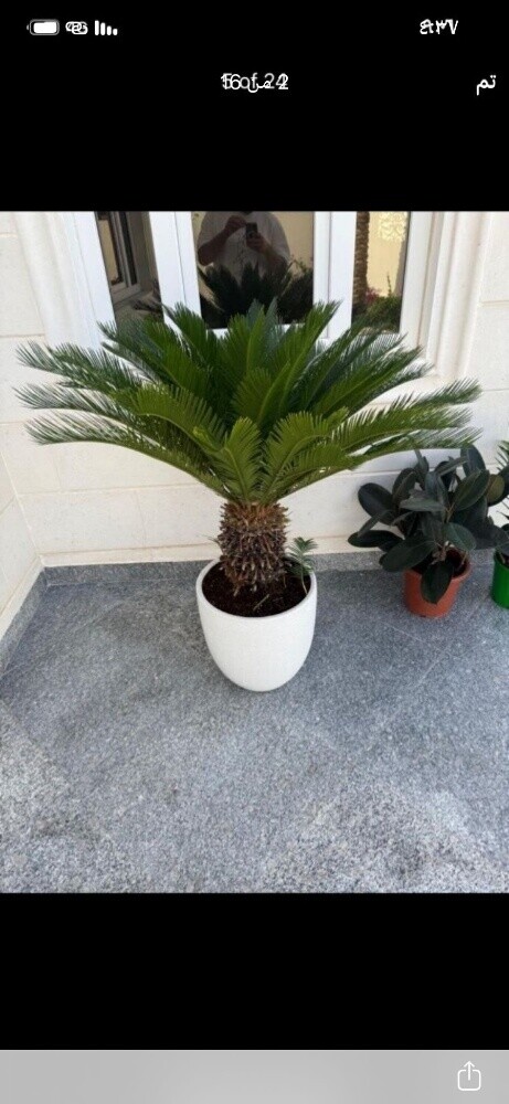 نخل وشنتونيا زينه - 20