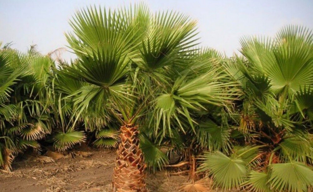 نخل وشنتونيا زينه - 2