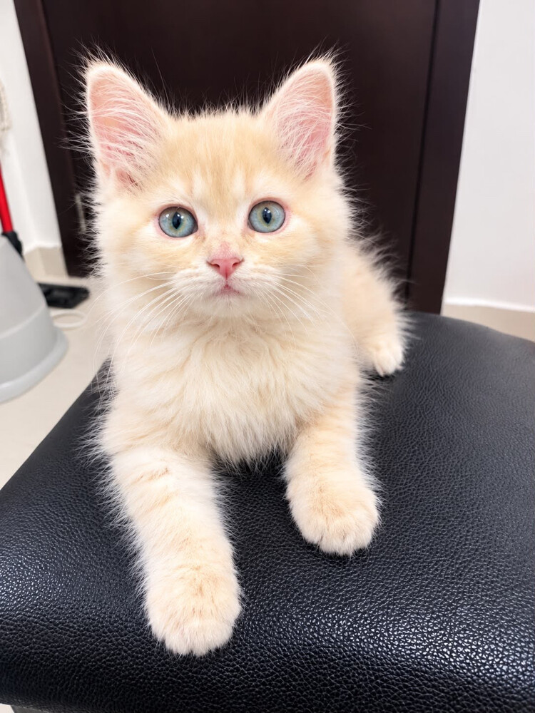 FOR SALE! MALE PERSIAN KITTENS - 4