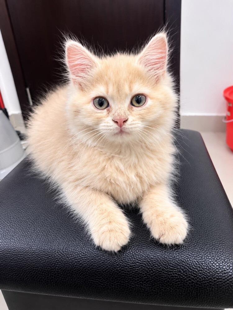 FOR SALE! MALE PERSIAN KITTENS - 3