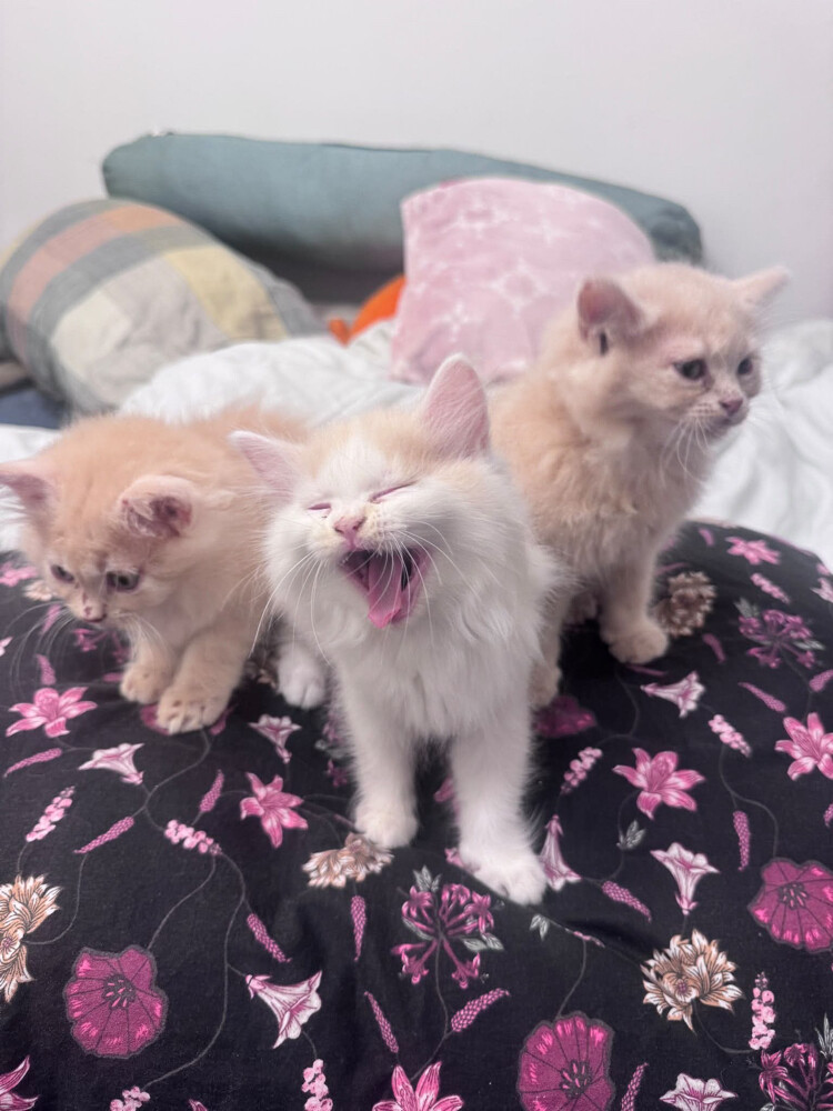 FOR SALE! MALE PERSIAN KITTENS - 2