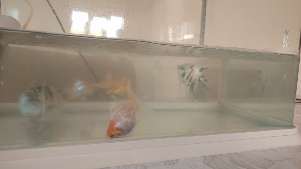 fish for sale - 3