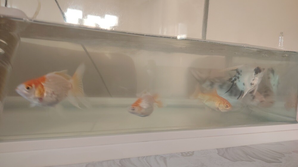 fish for sale - 4