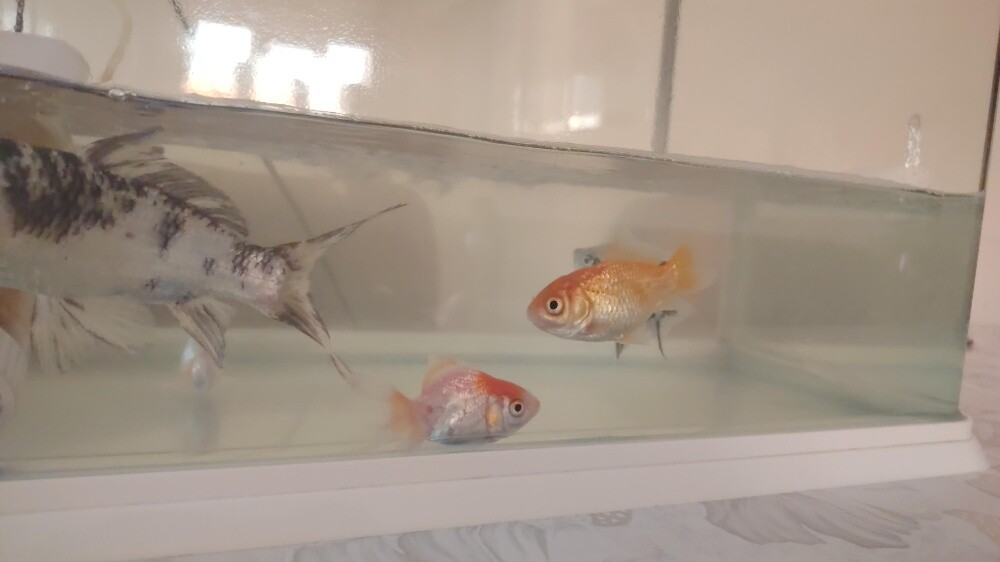 fish for sale - 6