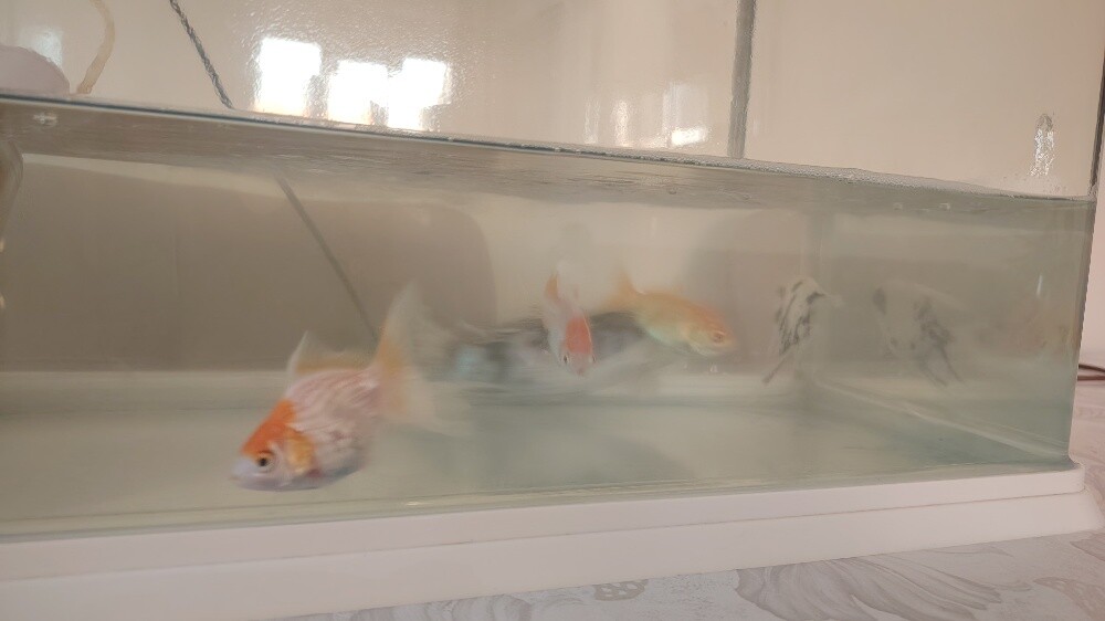 fish for sale - 2