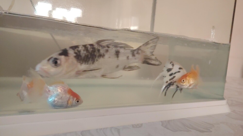 fish for sale - 5