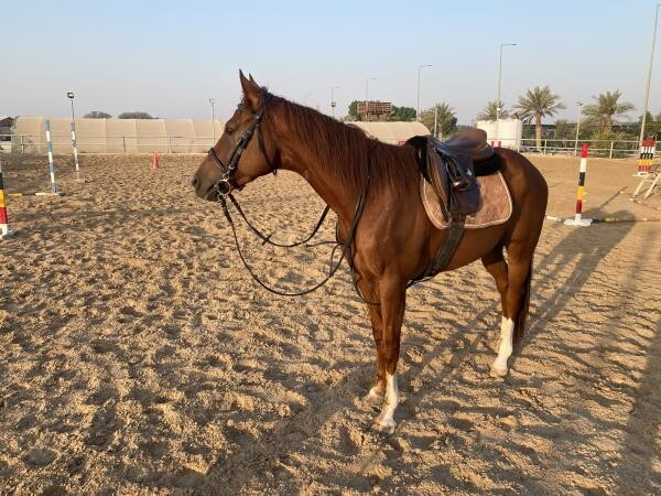 Thoroughbred. With passport. - 1
