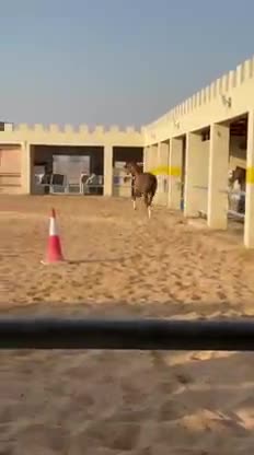 Thoroughbred. With passport. - 2