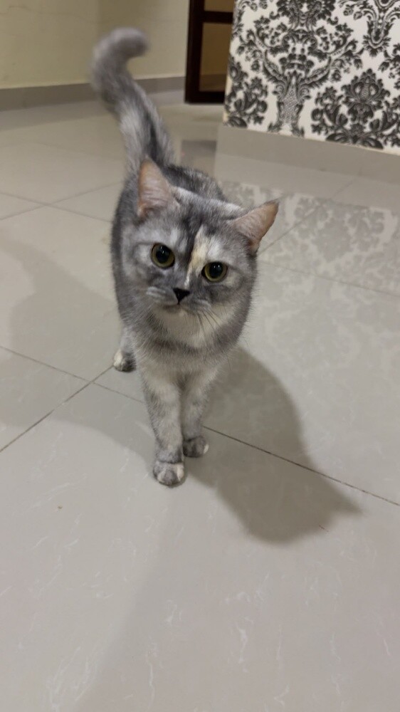 british short hair/scottish fold - 1