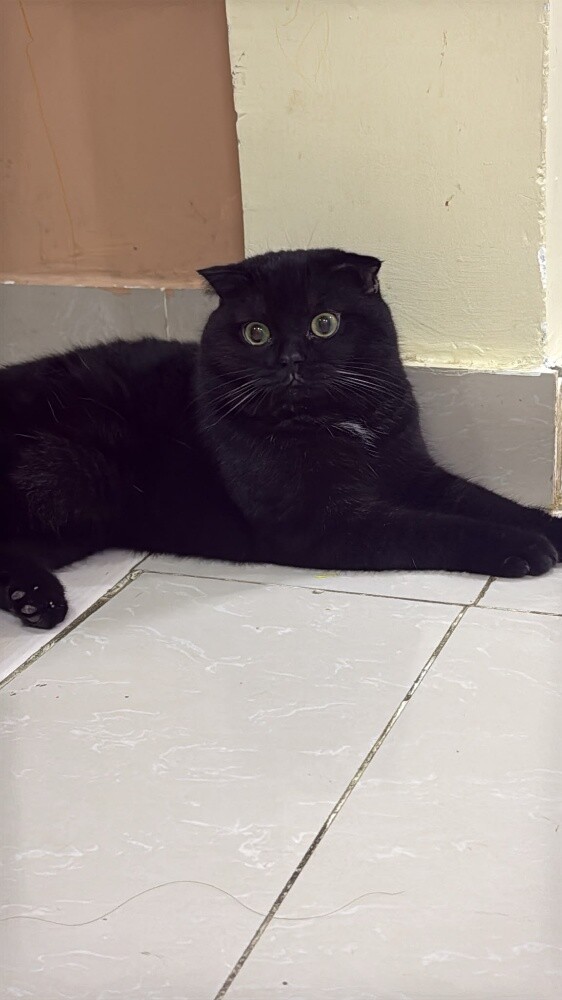 british short hair/scottish fold - 2