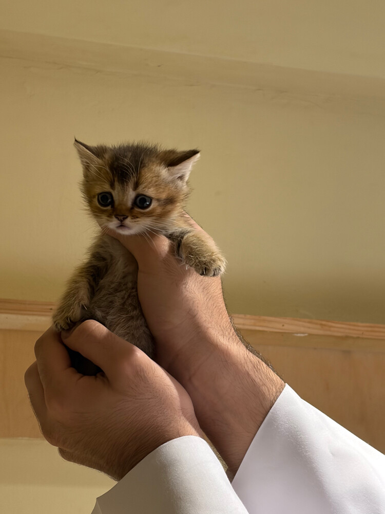 قطط سكوتش و برتش - 3