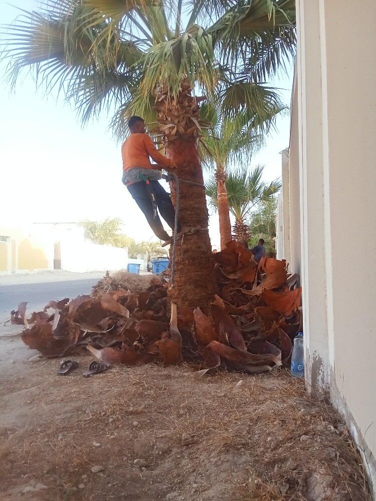 قطع الاشجار ونقل النخيل وزراعته - 2
