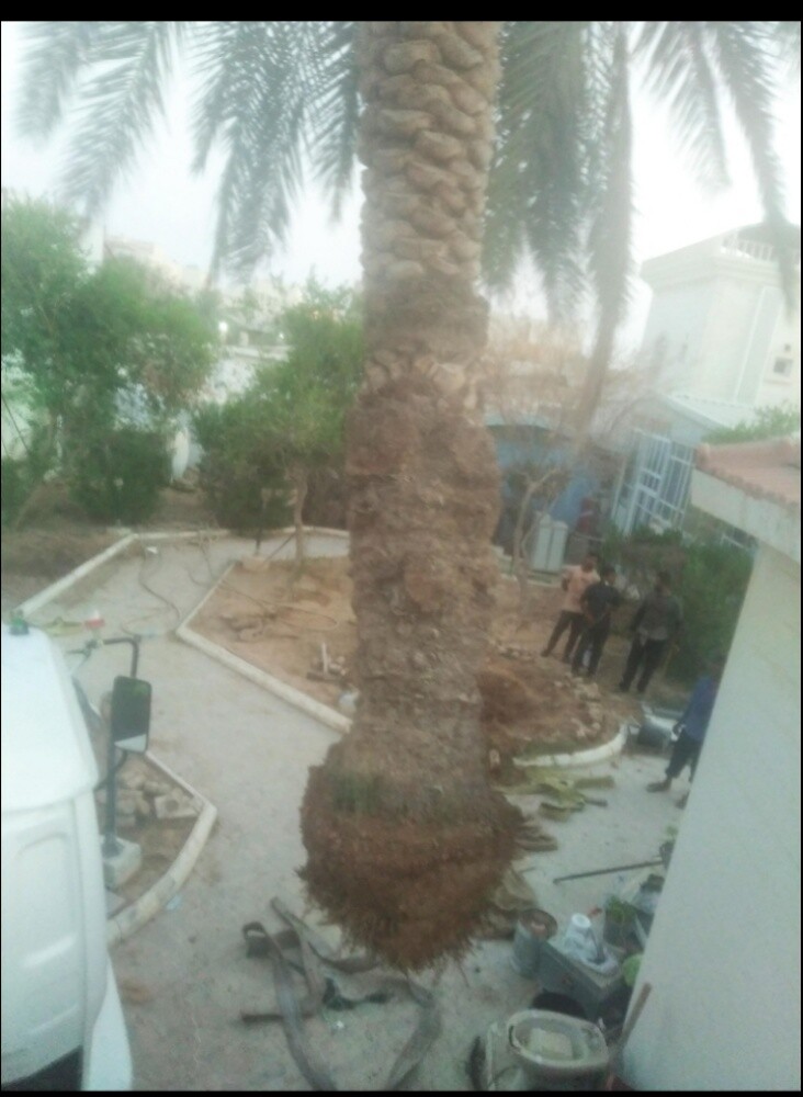 تقطيع الأشجار ونقل النخيل وزراعته - 5