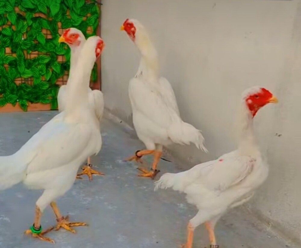 شامو ألماني لون أبيض صك جامبو - 2