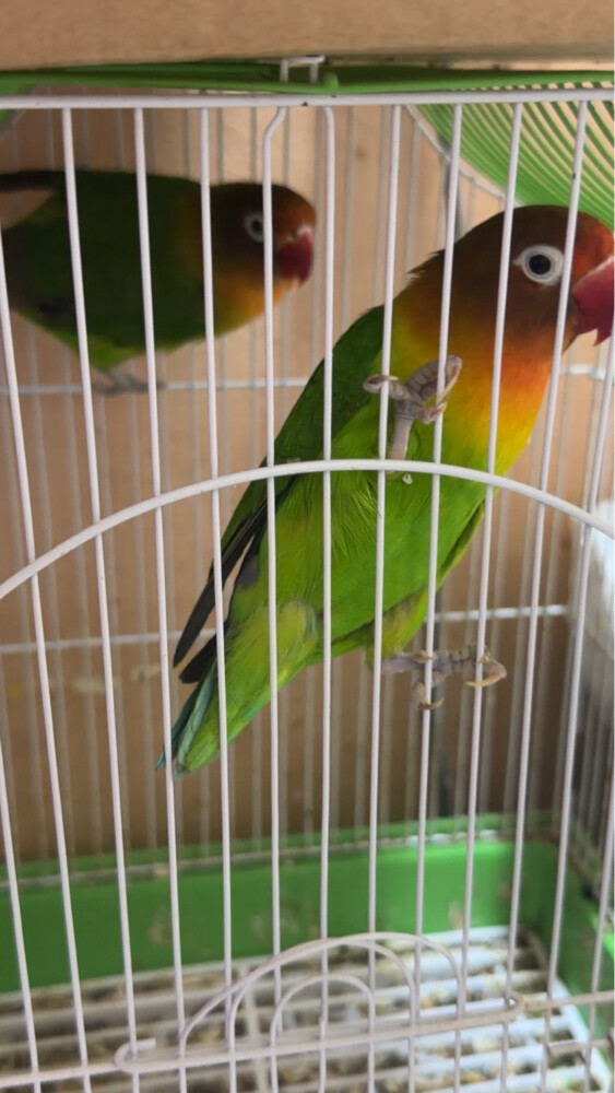 ‏for sell - 1