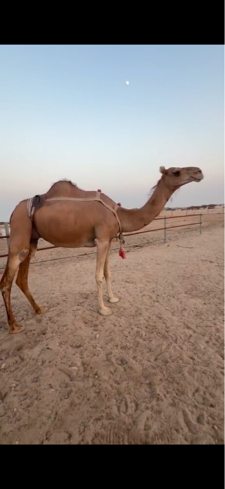 خلفه بكر - 2
