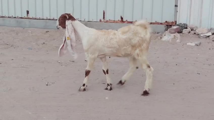 للبيع جمده مشروكه طيبه - 1